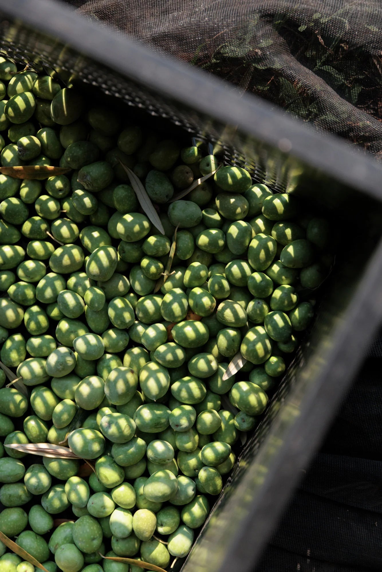 Close-up of green olives in a container with a black glove partially visible.