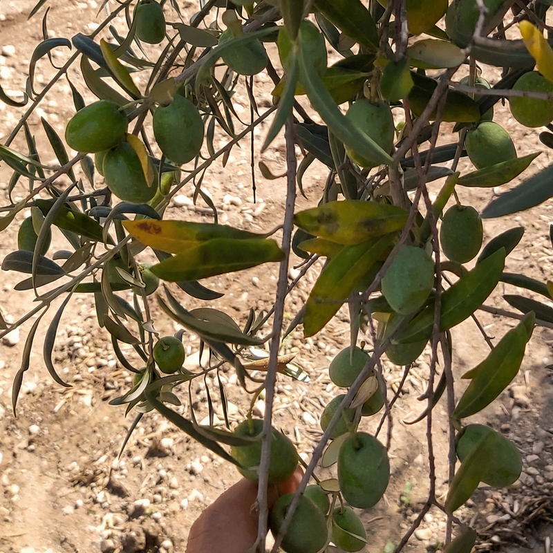 Olive tree branch with green olives and a hand holding it, on a dirt ground background.
