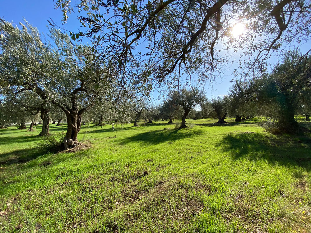 Olive trees in a field with a clear blue sky