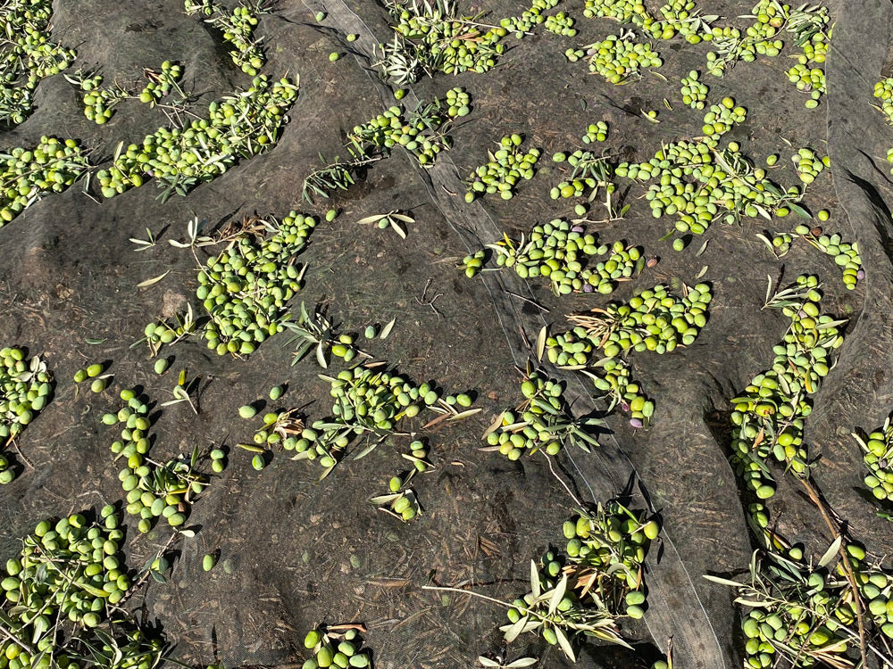 Green olives being harvested into netting