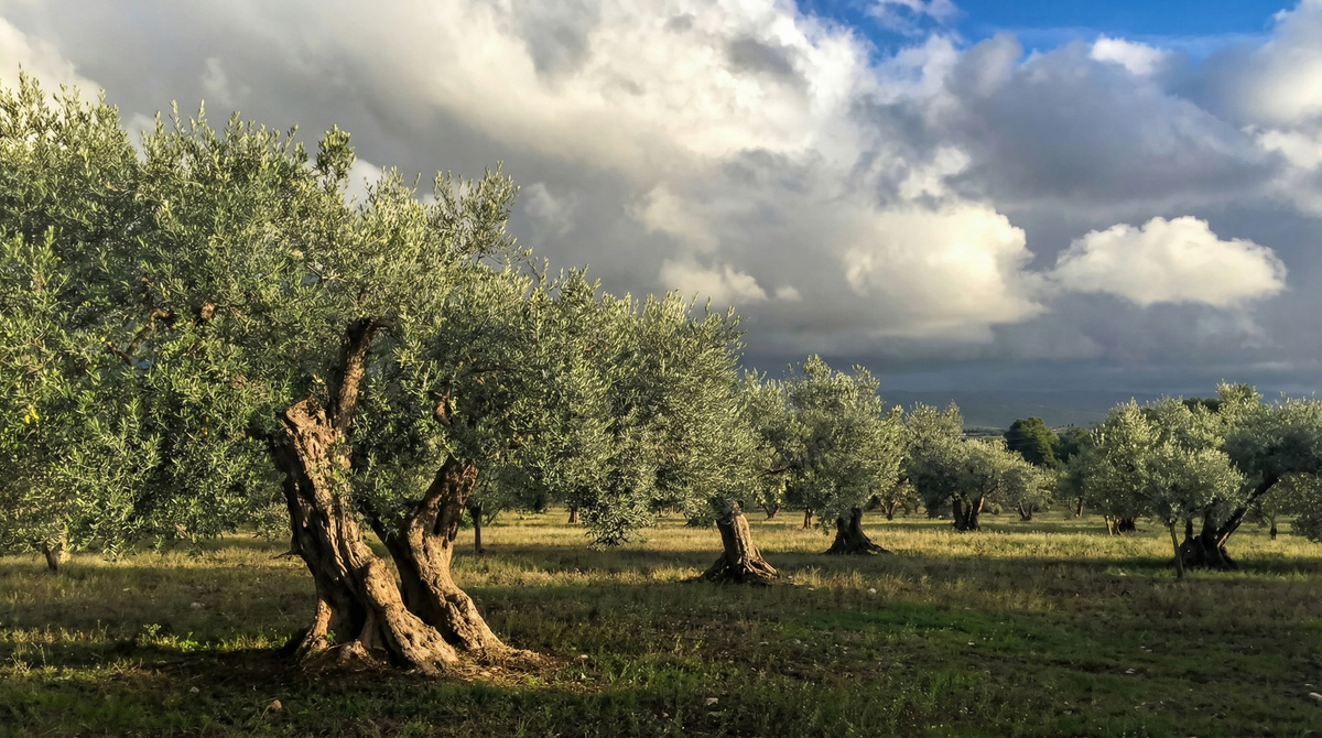 Olive trees in a field with a dramatic sky