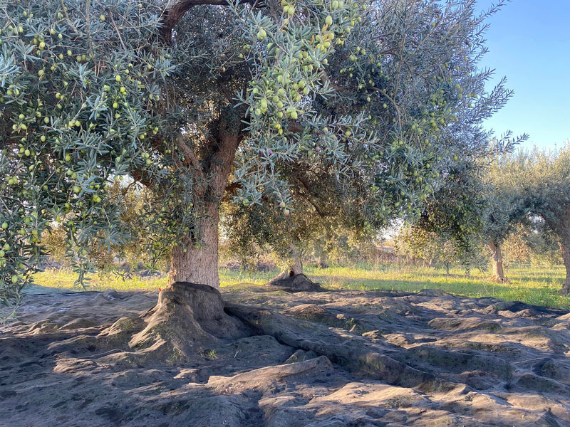 Olive tree with green olives in an orchard