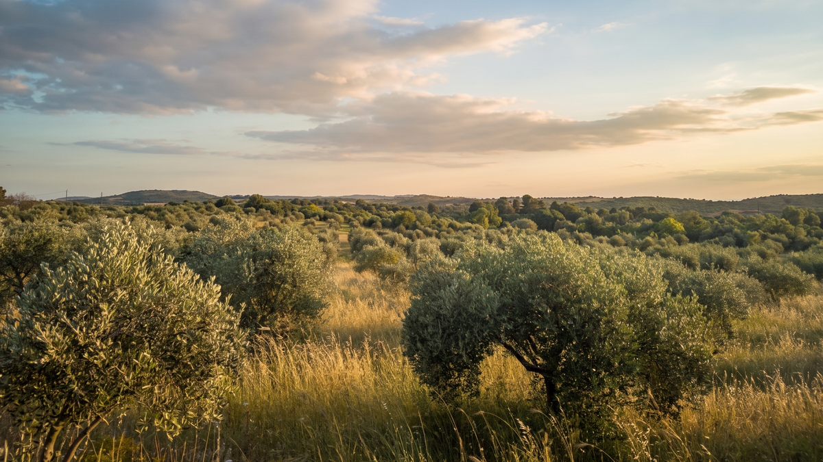 A scenic landscape photograph of an olive grove at sunset, featuring green and silver-green olive trees in a field of dry golden grass under a blue sky with soft clouds.
